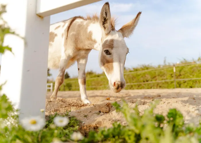 Apartamento Tante Schmidt 3 *