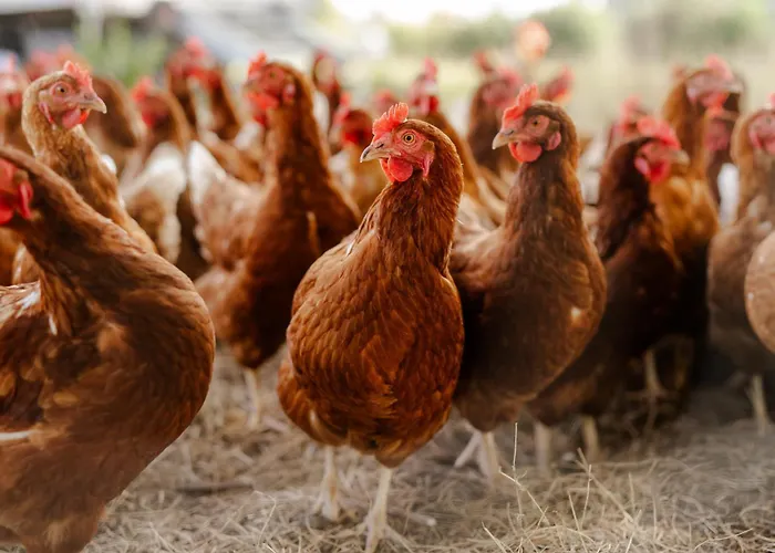 Tante Schmidt 3 Staberdorf